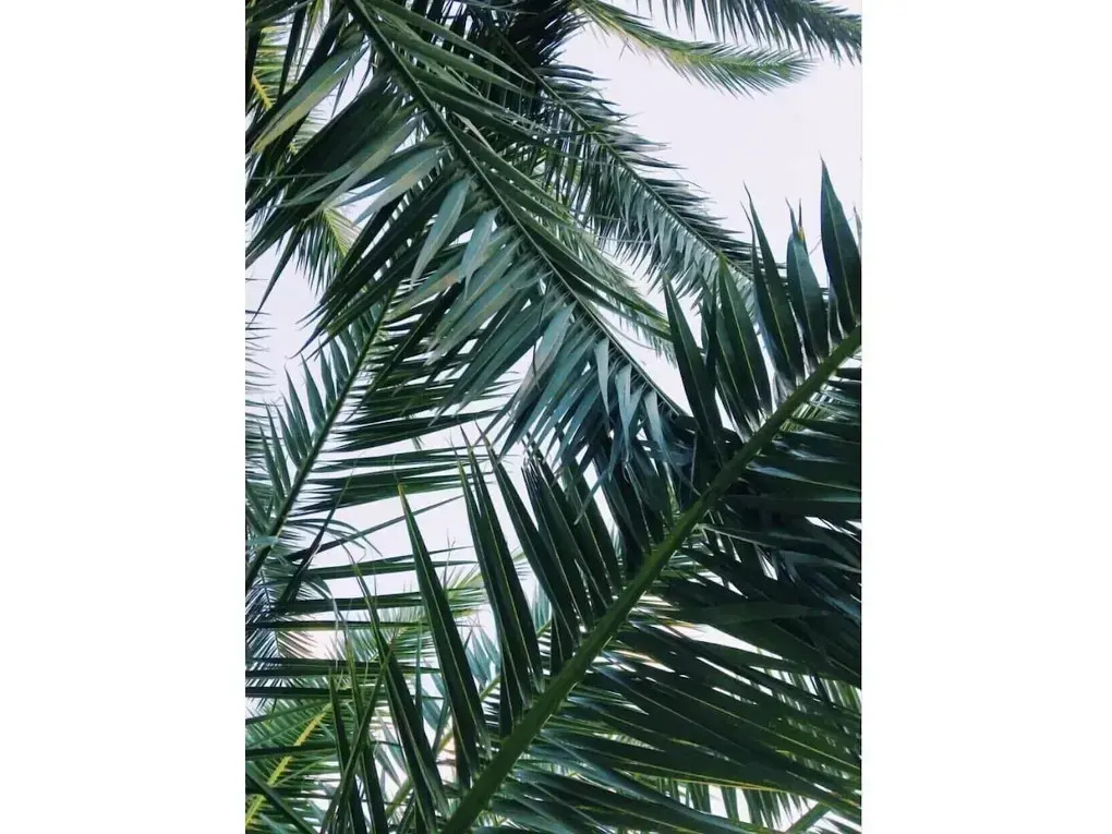 Hotel Due Palme