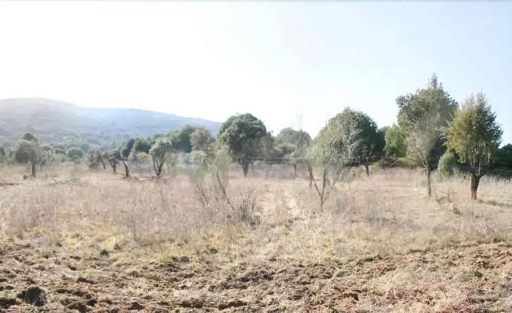 Finca Los Llanos