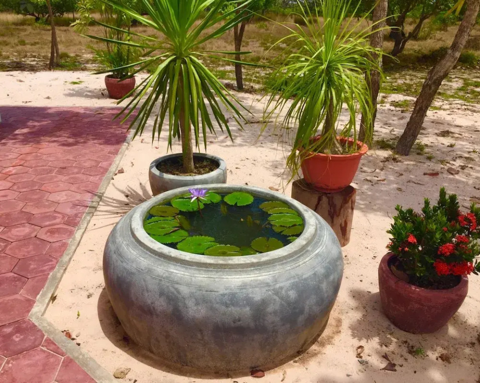 Dracaena Resort