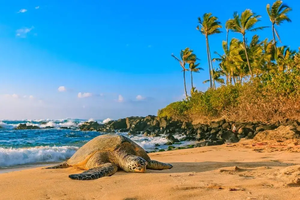 Aqua Palms 306 Condo By Redawning