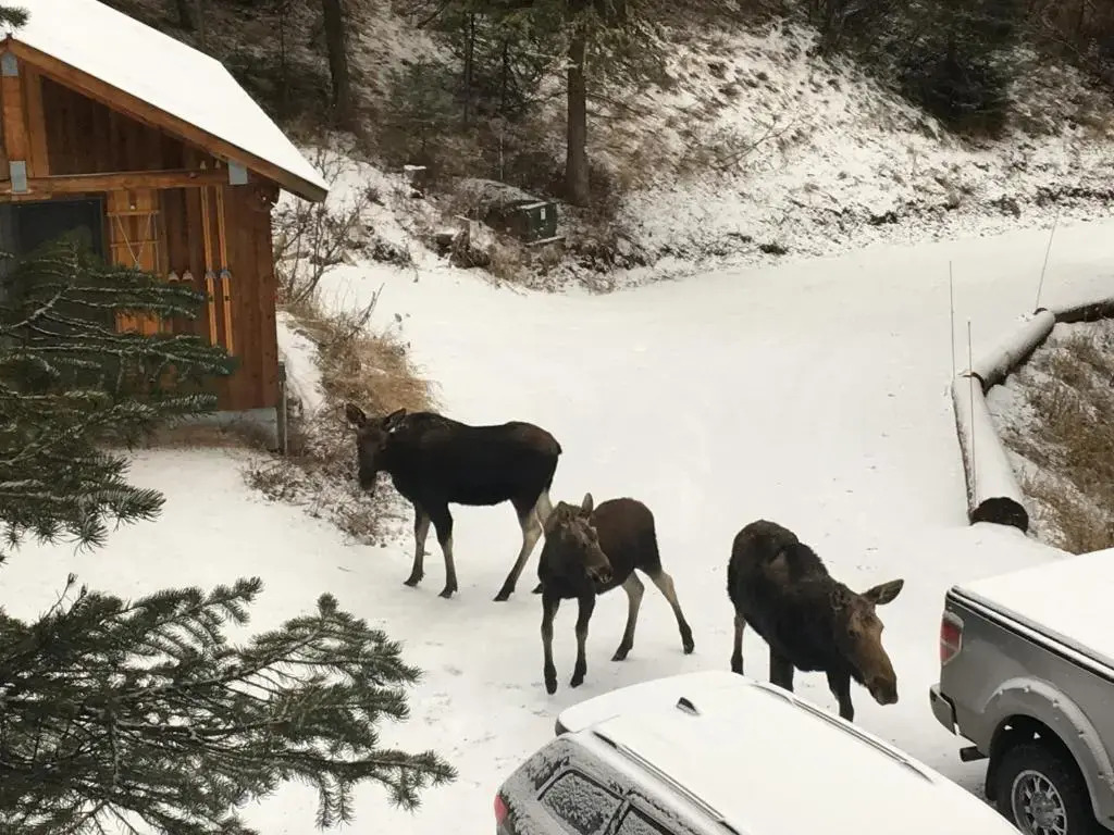 Jackson Hole Hideout