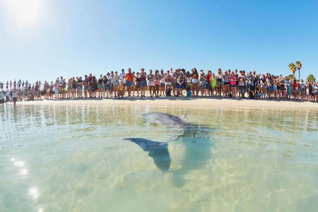 RAC Monkey Mia Dolphin Resort