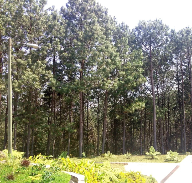 Casa Imperial Coban