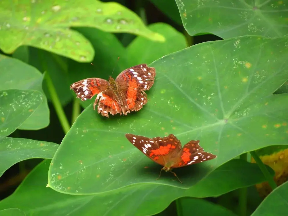 Yaguas Ecolodge