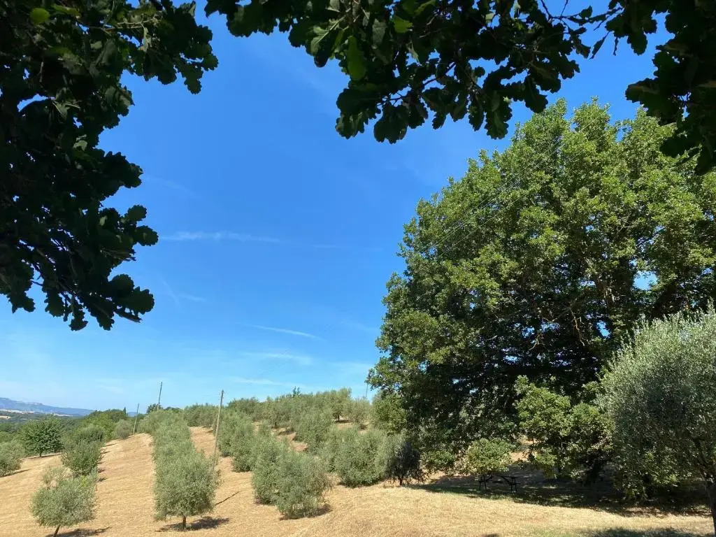 La Casina della Quercia, Your Tuscan Oak Tree House