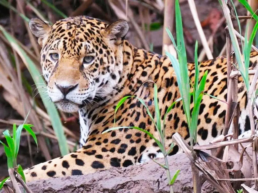 Tambopata Ecolodge