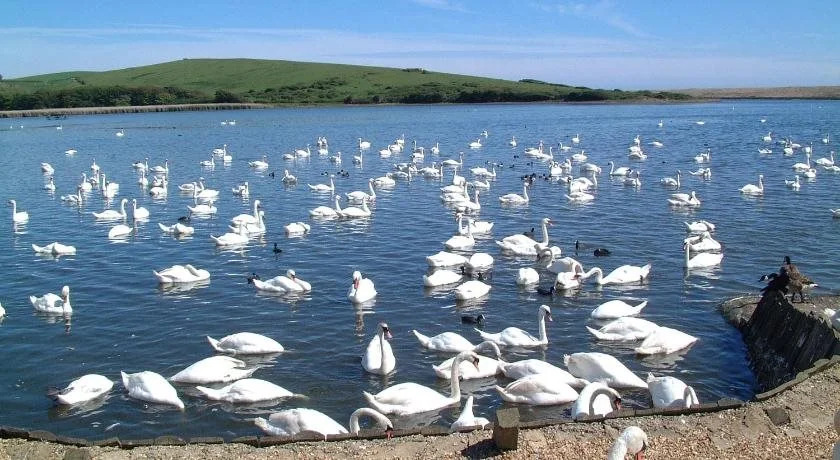 Abbotsbury Tea Rooms
