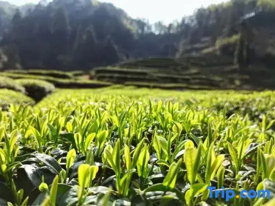 Xiang Yun Duan Homestay