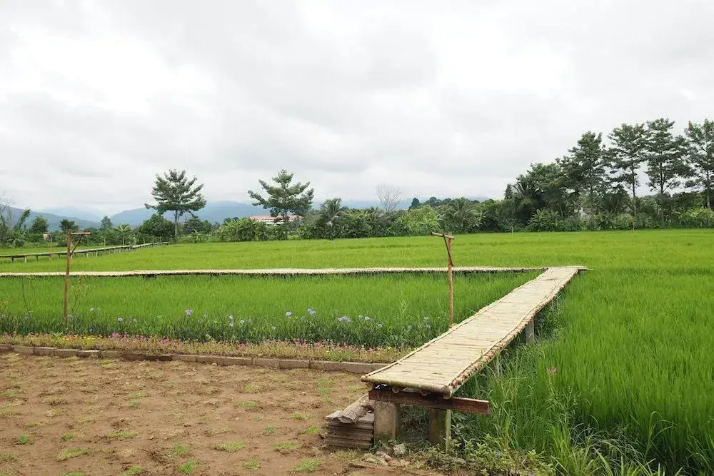 Ton Lang Homestay