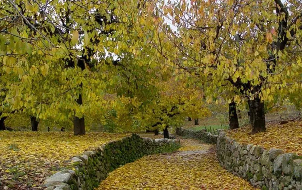 Apartamentos Valle del Jerte el Huerto del Cura