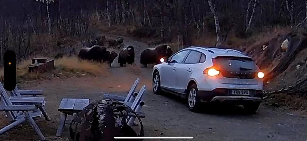 Live in the Realm of the Musk Oxen on Dovrefjell