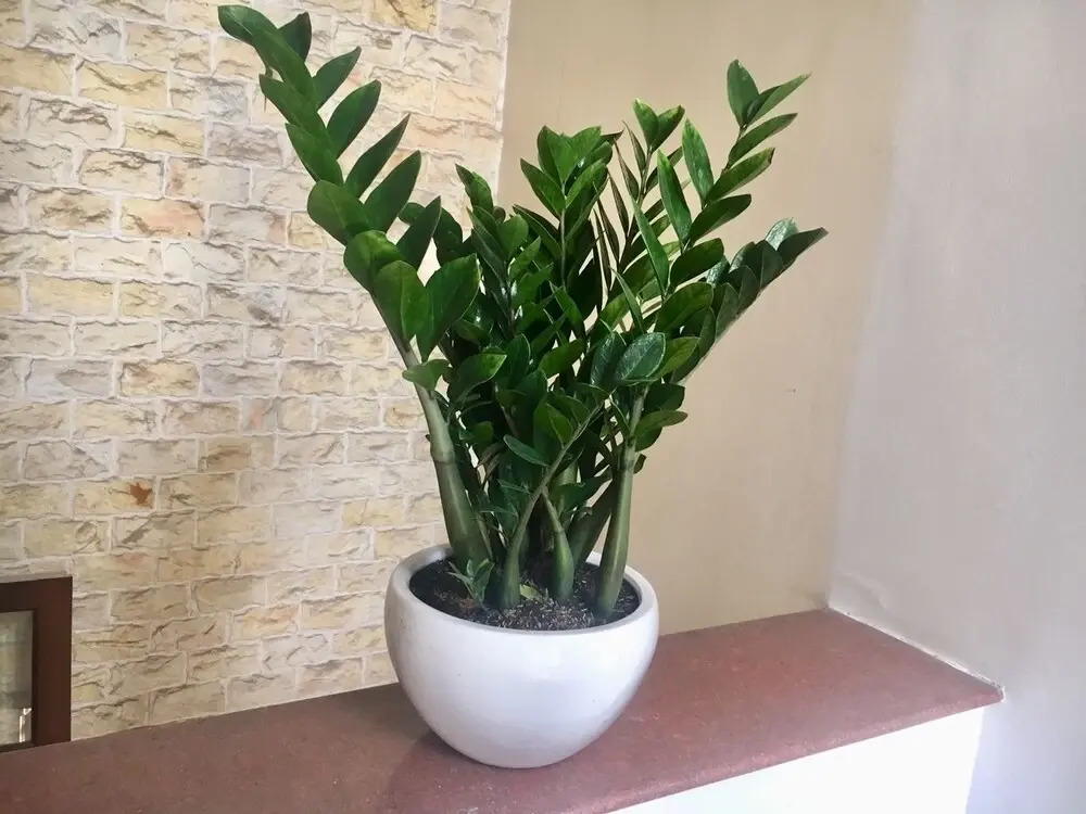 Green Villa
