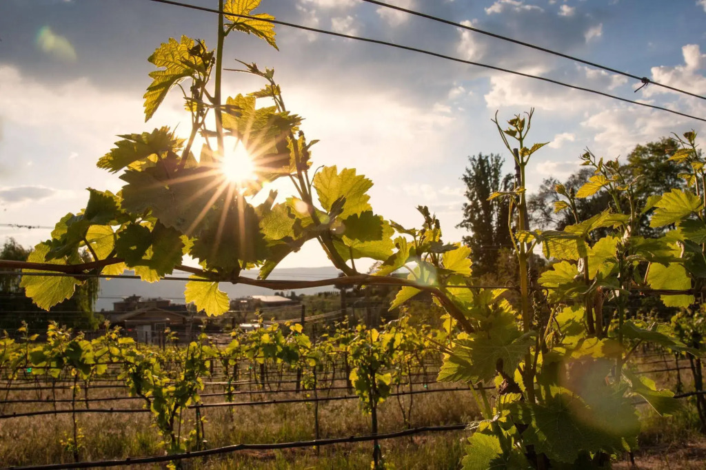 Quidni Estate Winery
