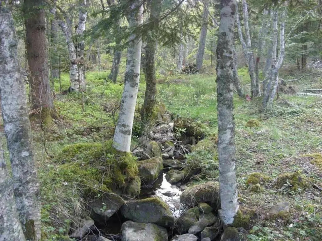 Petit Gîte Enchanté au Cœur de la Forêt du Meygal, Proche du Lac Bleu - FR-1-582-272