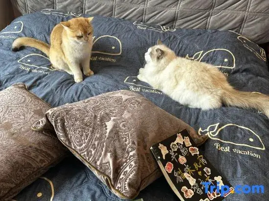 Guangzhou cats hotel