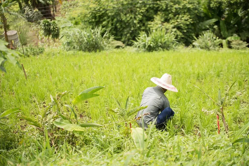 Phumektawan Resort