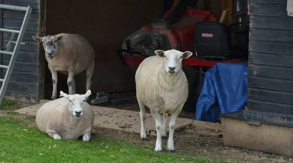 Fuzzys Farm