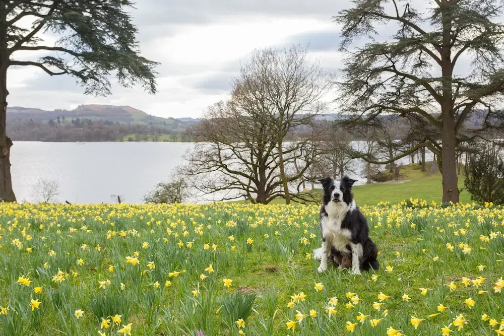 The Lake Lodge, Wansfell Holme, Windermere