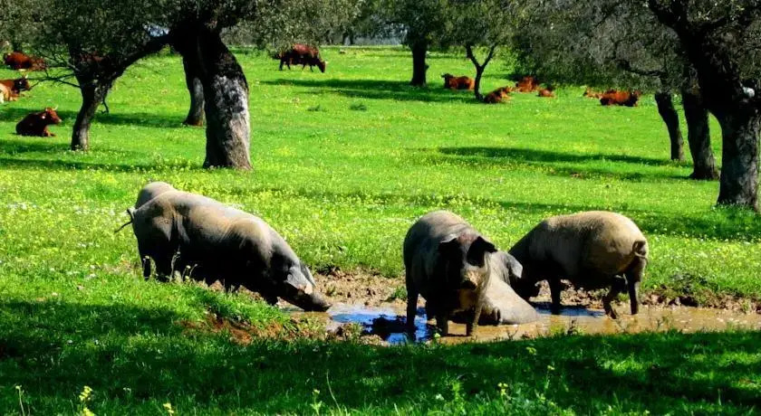 Finca Los Llanos