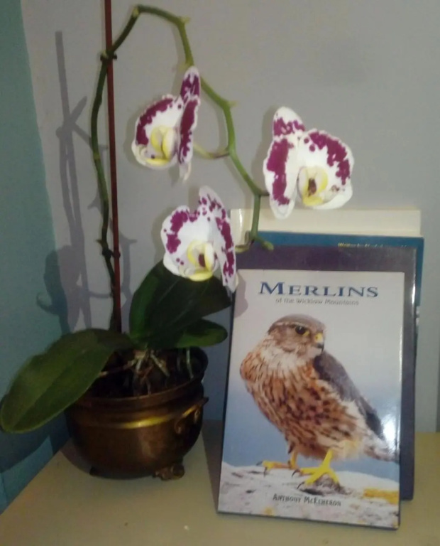 Mulberry Lodge