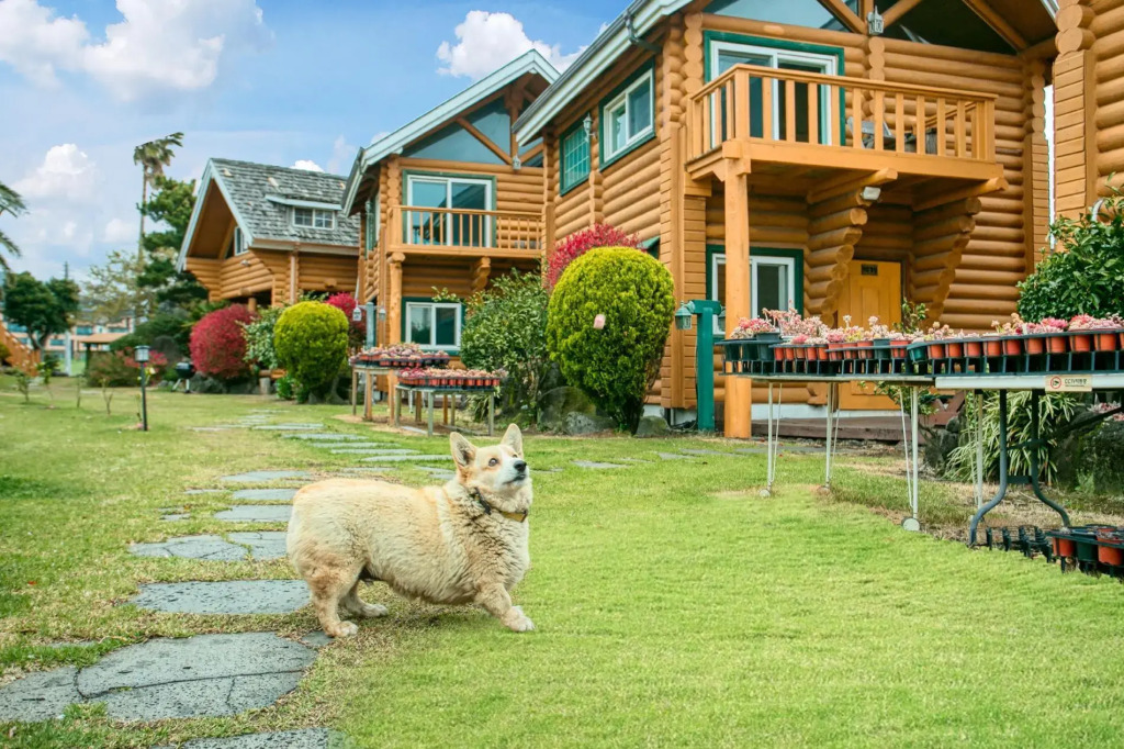 Seogwipo Neulbada Pet Pension