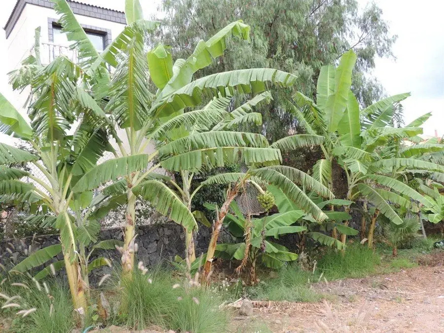 Parque Verde