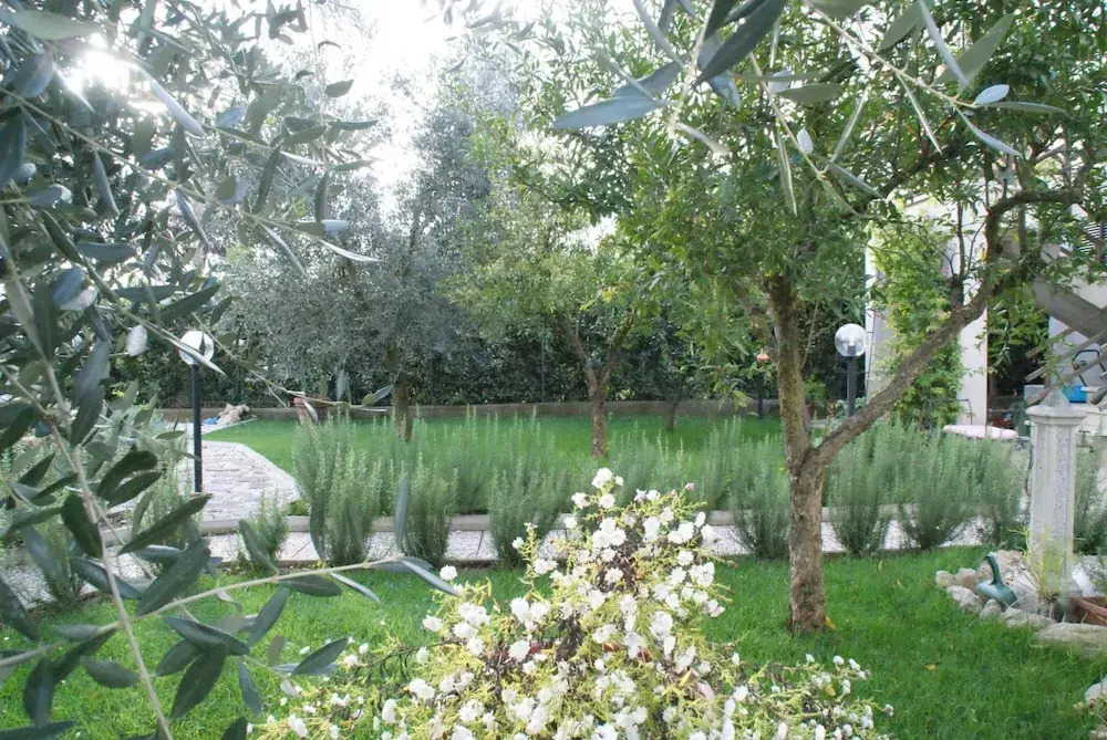 Bed&Breakfast degli ulivi