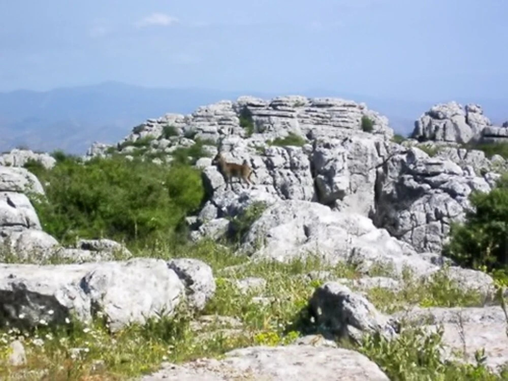 Apartment With one Bedroom in Arriate , With Wonderful Mountain View,