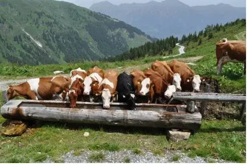 Tofererhof