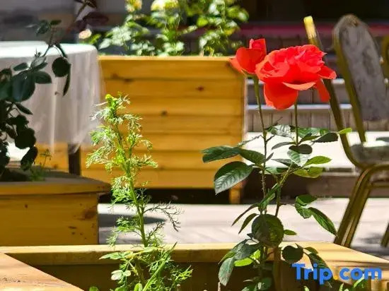 Xinlü Resort Hotel (Formerly Xinjiang Culture and Tourism Air Grassland Resort Hotel), Nalati