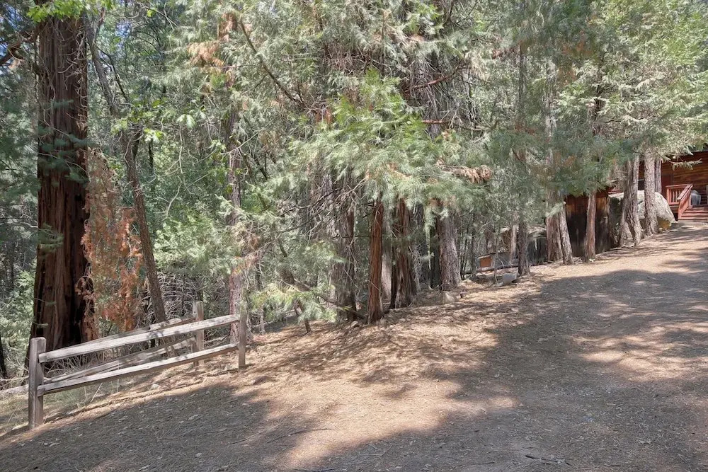 The Tree House