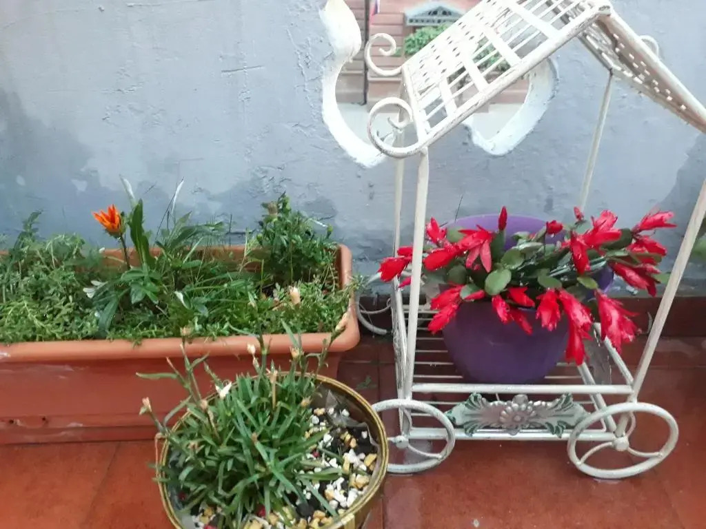 Salve veranda