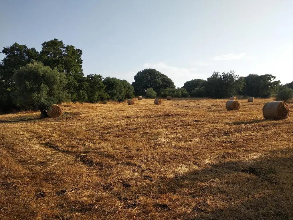 Piccolo Trullo Ostunese Le Jardin de Sophie'