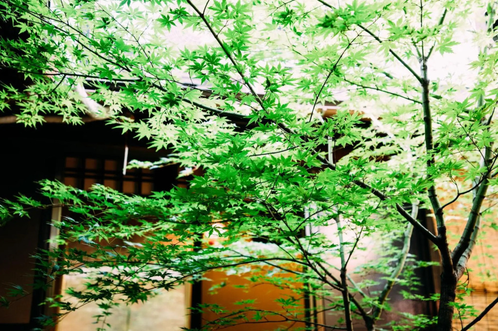 Tsukito