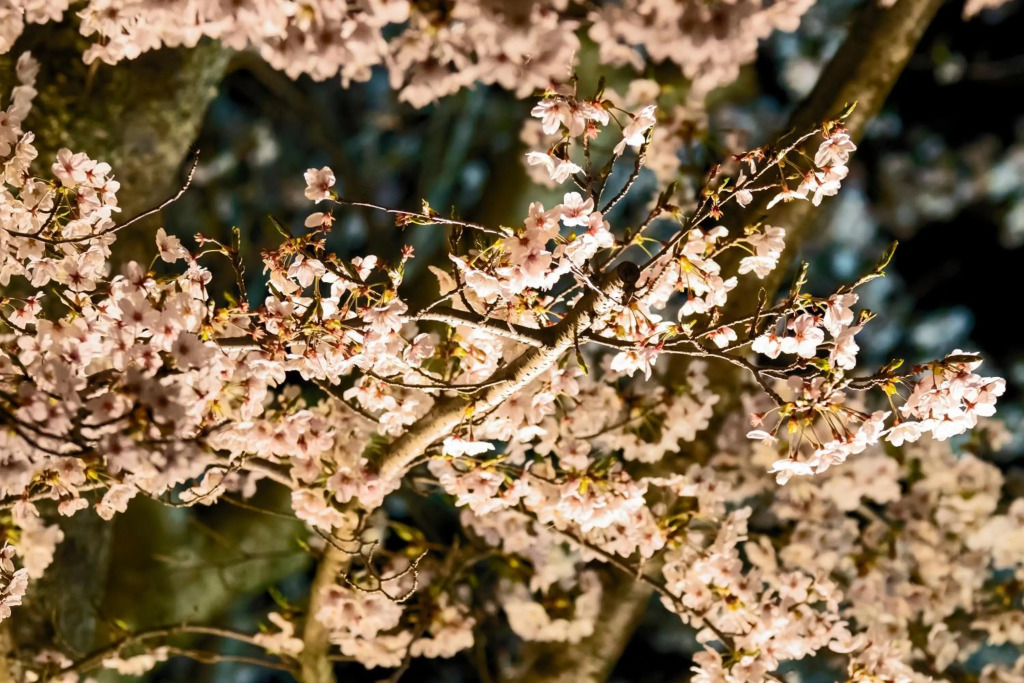Miidera Onjo-ji