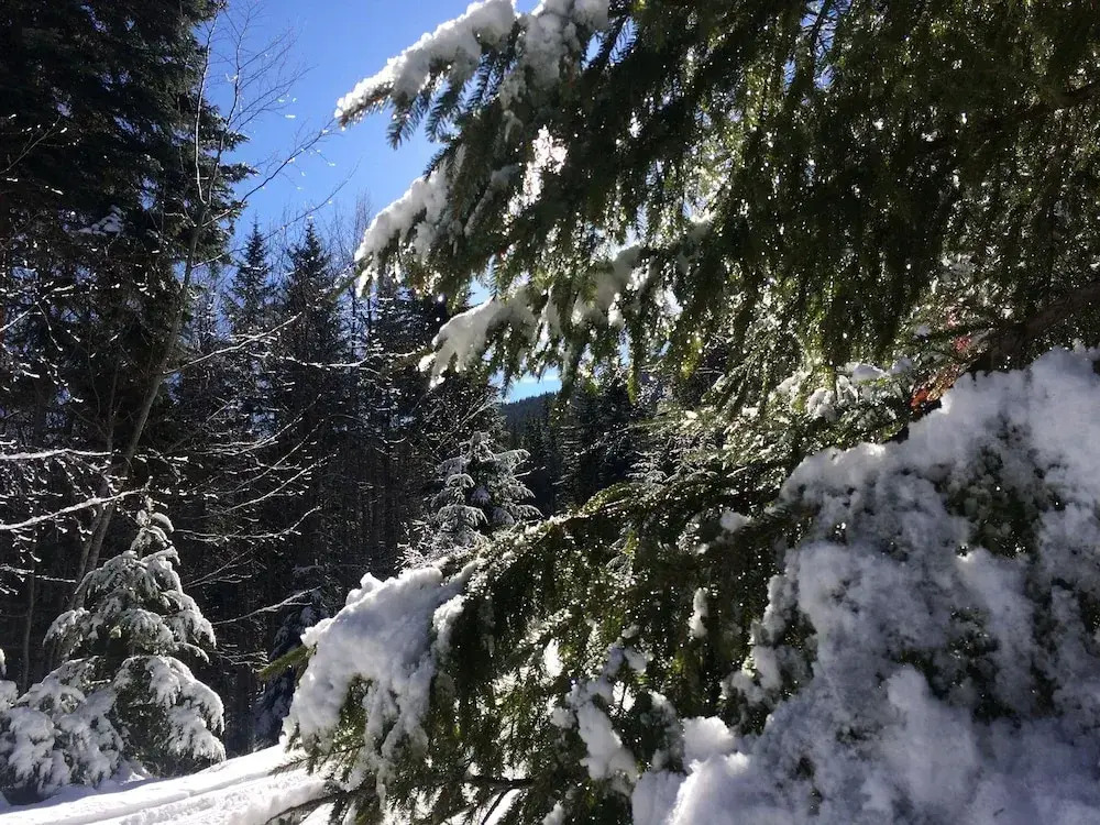 Apartments Four Leaf Clover Bansko to rent