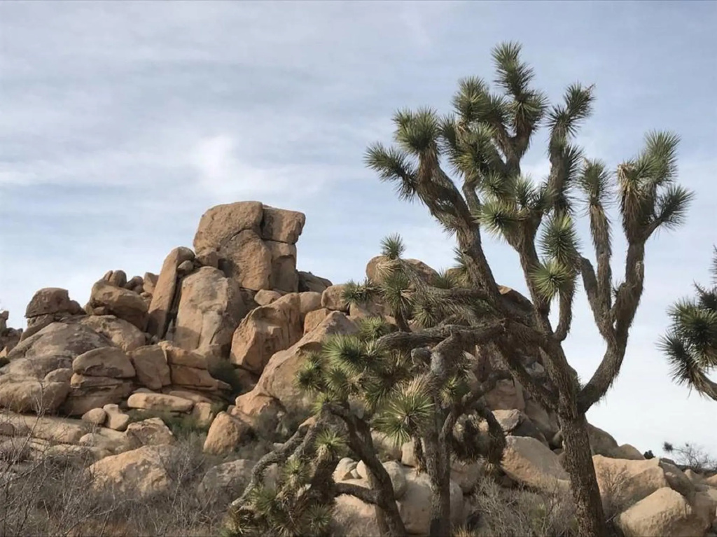 Joshua Tree Traveler's Retreat - Sauna Room, Hot Tub, Outdoor Fireplace, BBQ