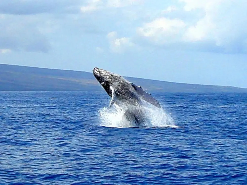 Maui Beach Resort #C-403