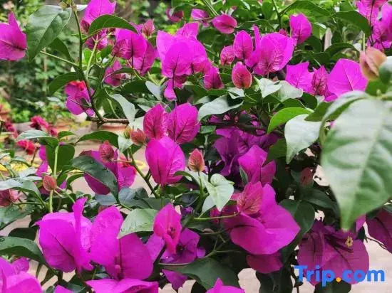 Xingxingyu Qixi Flower Garden