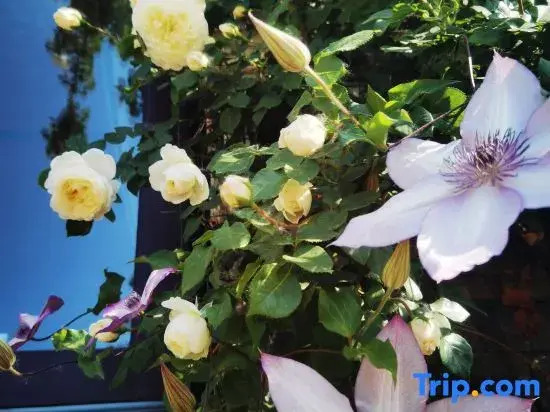 Two Ginkgo Trees · Old House Courtyard Homestay (Tianjin Jizhou Xijingyu)