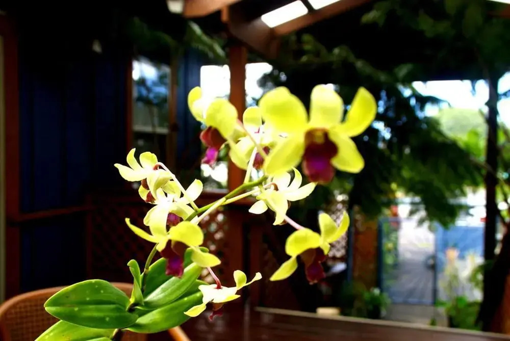 Kama'aina Inn