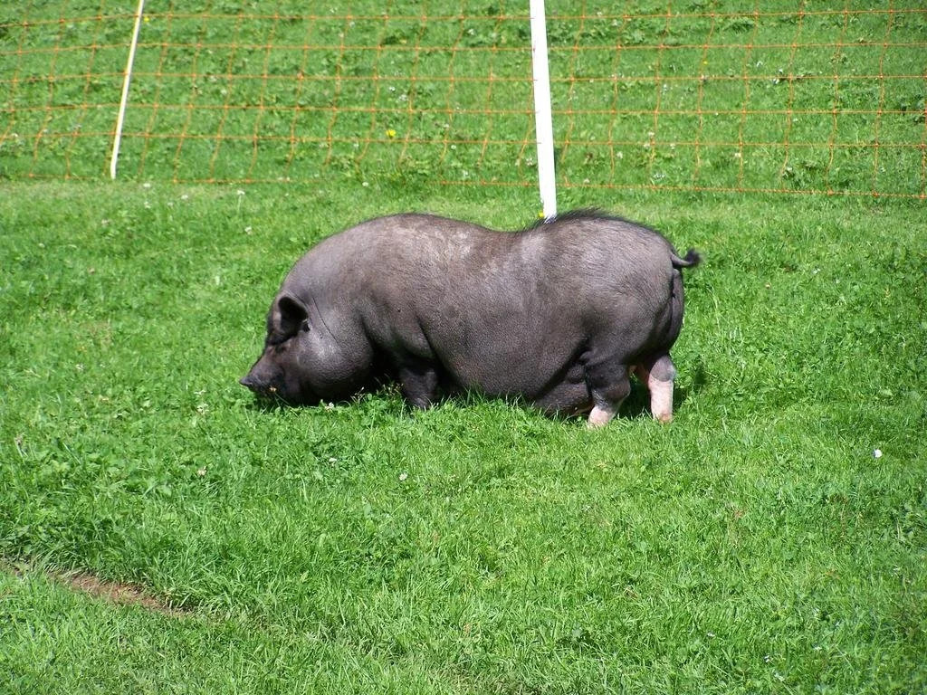 Alpin Appart Reiter- & Alpakahof in Niederthai