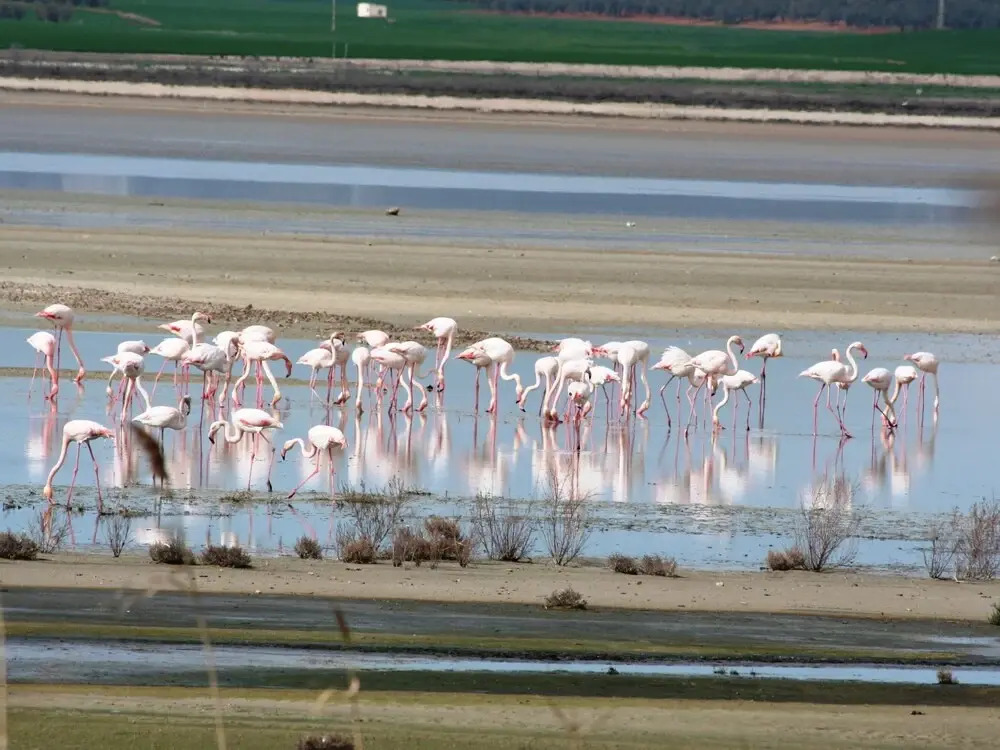 Andalusian Countryside Stay