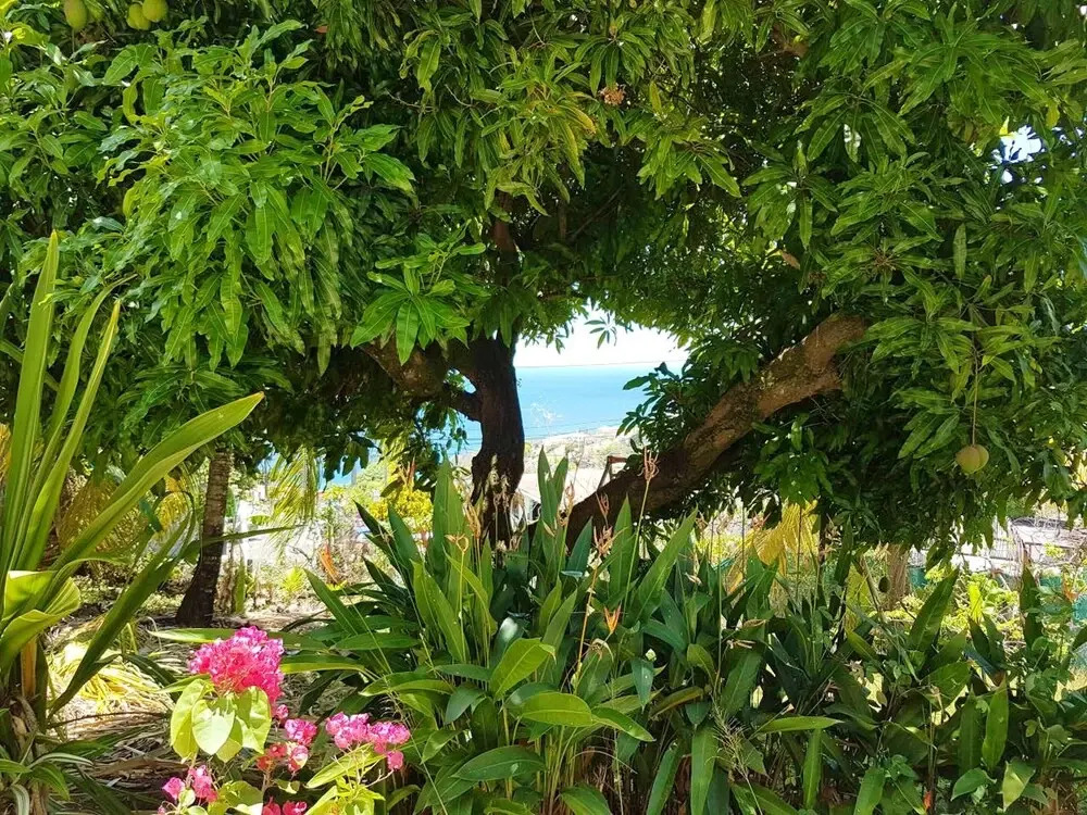 Studio In Schoelcher With Wonderful Sea View Enclosed Garden And Wifi