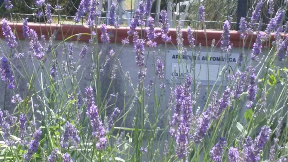 Amor di lavanda