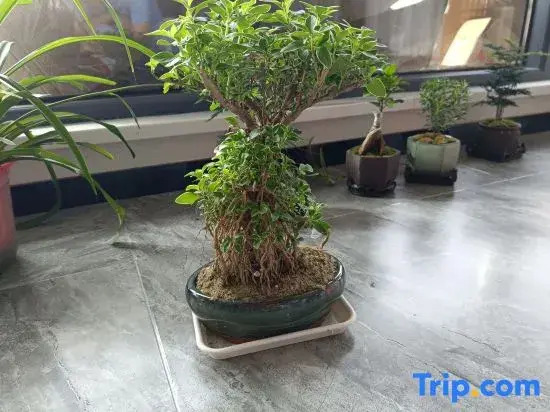 Tianmu Wutong House (Liyang Tianmu Lake Landscape Garden Scenic Area Store)