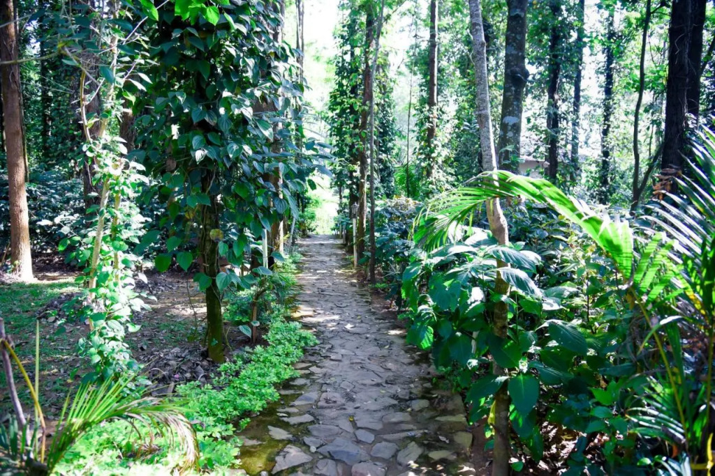 The Spectrum Resort - Chikmagalur