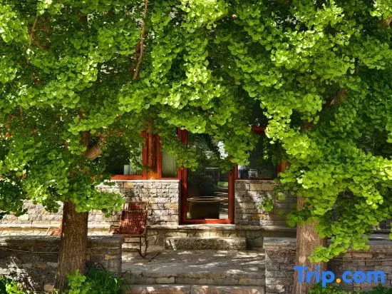 Two Ginkgo Trees · Old House Courtyard Homestay (Tianjin Jizhou Xijingyu)