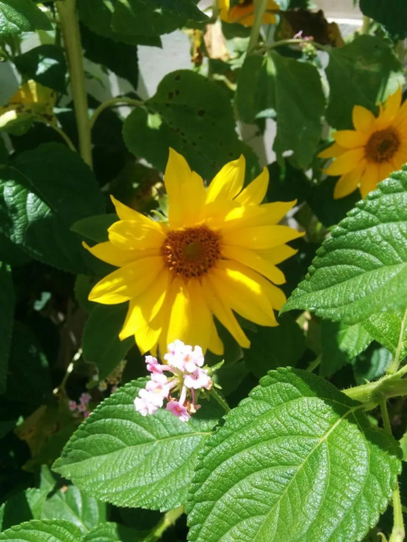La Casa dei Girasoli
