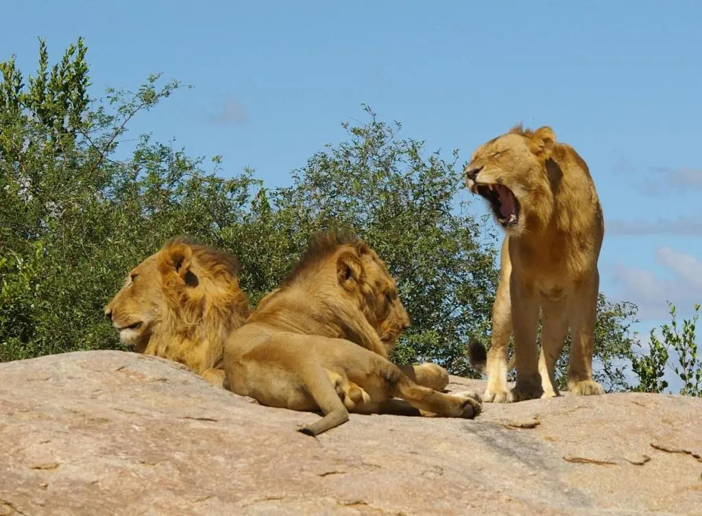 Ingwe Guesthouse